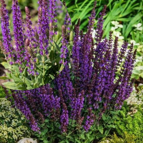 Salvia nemorosa 'Blaukönigin' - Metssalvei 'Blaukönigin' P9/0,55L 